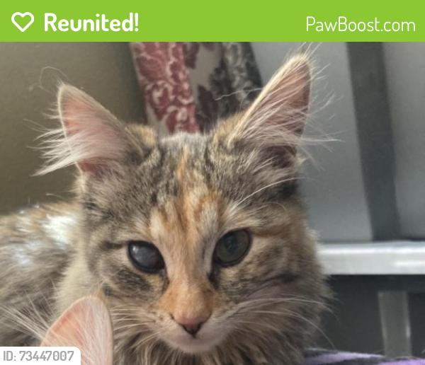Reunited Female Cat last seen Near north 700 west, Salt Lake City, UT 84116