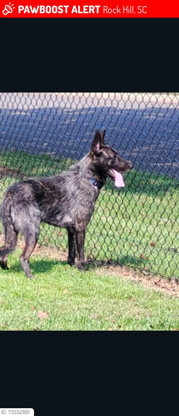 Lost Male Dog last seen Cowan Farms apmts, Rock Hill, SC 29730
