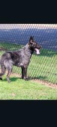 Lost Male Dog last seen Cowan Farms apmts, Rock Hill, SC 29730