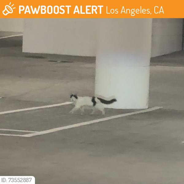 Found/Stray Unknown Cat last seen Residential Parking Garage of Arrive Hollywood, Los Angeles, CA 90028