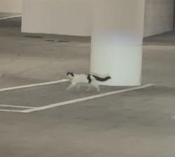 Found/Stray Unknown Cat last seen Residential Parking Garage of Arrive Hollywood, Los Angeles, CA 90028