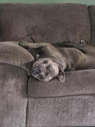 Reunited Male Dog last seen Massachusetts and congress, New Port Richey, FL 34653