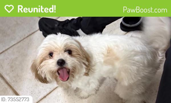Reunited Female Dog last seen N Bristol St & W 1st St, Santa Ana, CA 92703, USA, Santa Ana, CA 92703