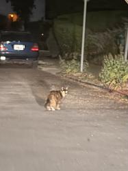 Reunited Unknown Cat last seen Shasta, Berkeley, CA 94708