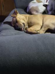 Reunited Female Dog last seen Massachusetts and congress, New Port Richey, FL 34653