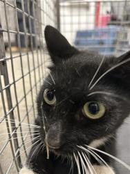 Shelter Stray Male Cat last seen Near BLOCK W PONTIAC WAY, FRESNO CA 93705 2442, 5277 E Airways Blvd, Fresno, CA 93727, USA
