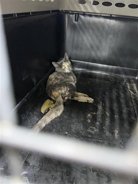 Shelter Stray Female Cat last seen Near BLOCK W HADLEY AVE, 5277 E Airways Blvd, Fresno, CA 93727, USA