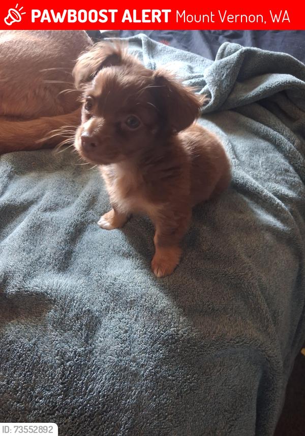 Lost Female Dog last seen Old RITE AID PARKING LOT, Mount Vernon, WA 98274