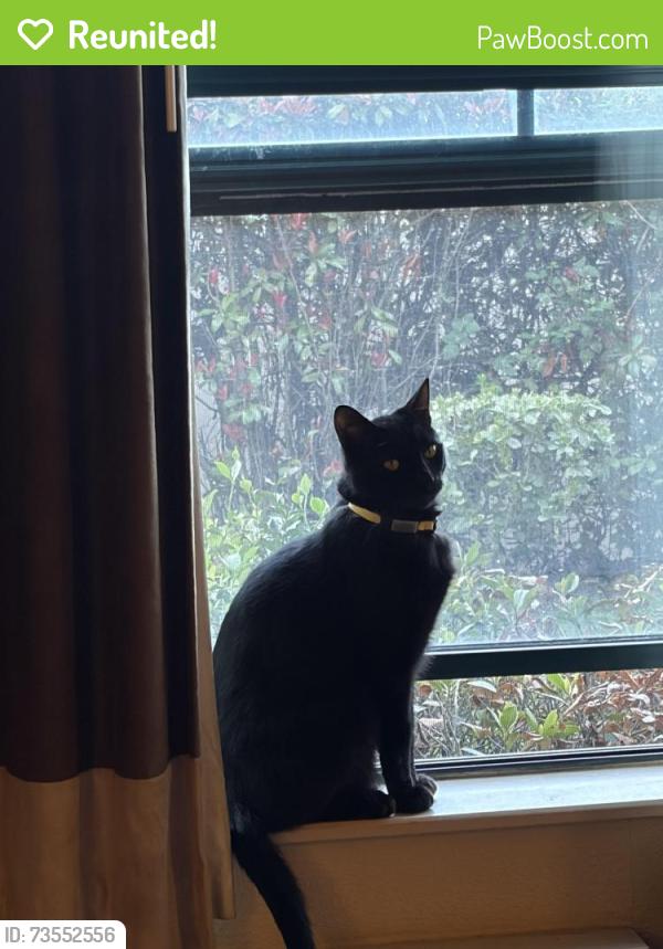 Reunited Male Cat last seen south end of El Cerro Drive, El Sobrante, El Sobrante, CA 94803