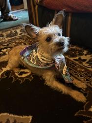 Lost Female Dog last seen Missouri and 23rd ave, Phoenix, AZ 85015