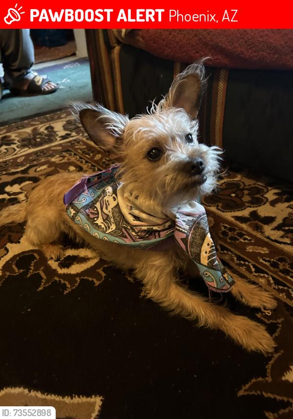 Lost Female Dog last seen Missouri and 23rd ave, Phoenix, AZ 85015