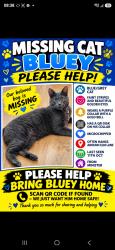 Lost Male Cat last seen Elm Lane minster on sea, Minster on Sea, England 