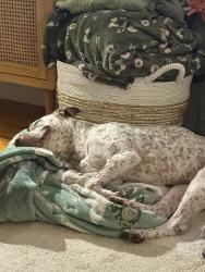 Shelter Stray Female Dog last seen Near Eastchester Road, BRONX, NY, 10461, 326 E 110th St, New York, NY 10029, USA