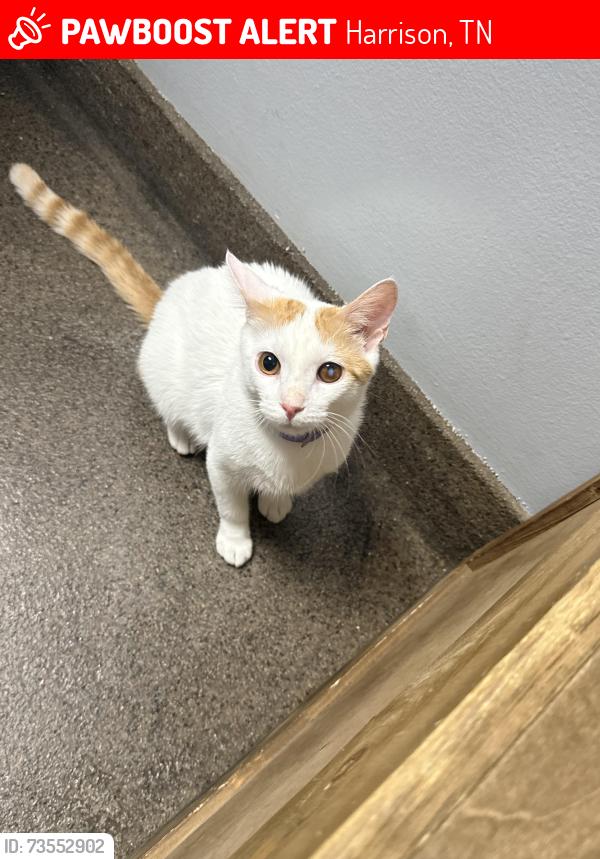 Lost Male Cat last seen Behind Savannah Estates/ also woods behind Brenda Ct, Harrison, TN 37341