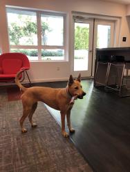 Lost Female Dog last seen Reynier Avenue and Olin Street, Los Angeles, CA 90034