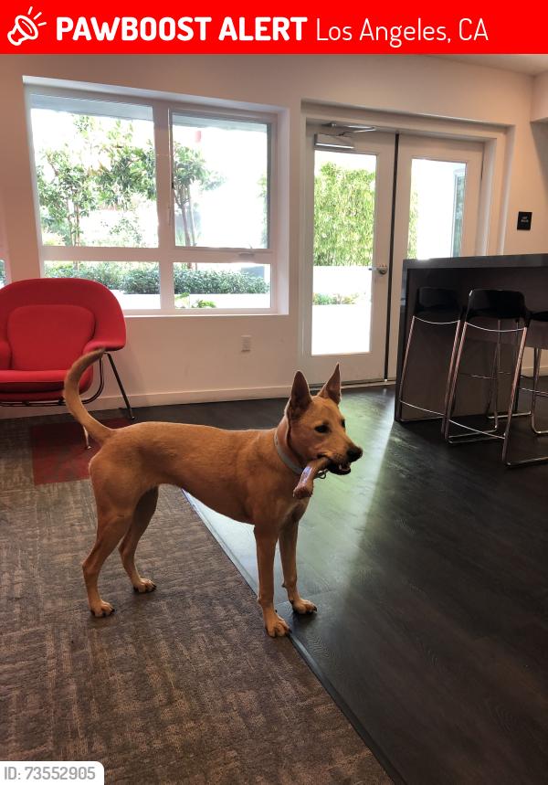 Lost Female Dog last seen Reynier Avenue and Olin Street, Los Angeles, CA 90034