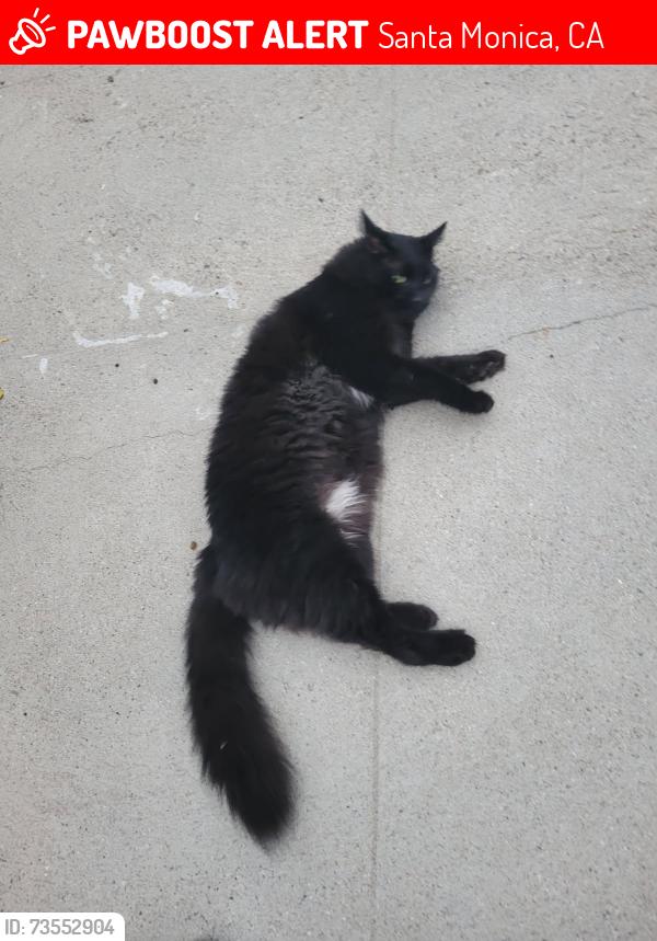 Lost Male Cat last seen near John Adams Middle School, Santa Monica, CA 90405