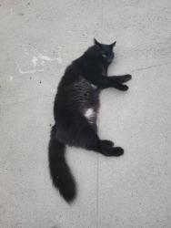 Lost Male Cat last seen near John Adams Middle School, Santa Monica, CA 90405