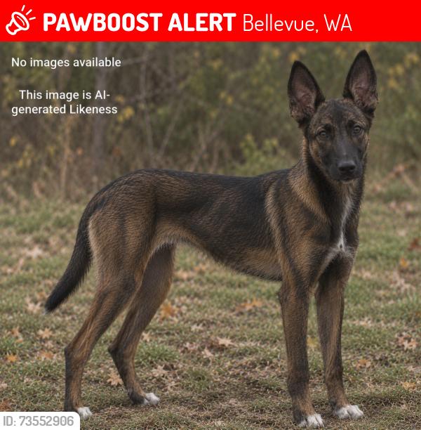 Lost Female Dog last seen 148th Ave NE and 51st St., Bellevue, WA 98007
