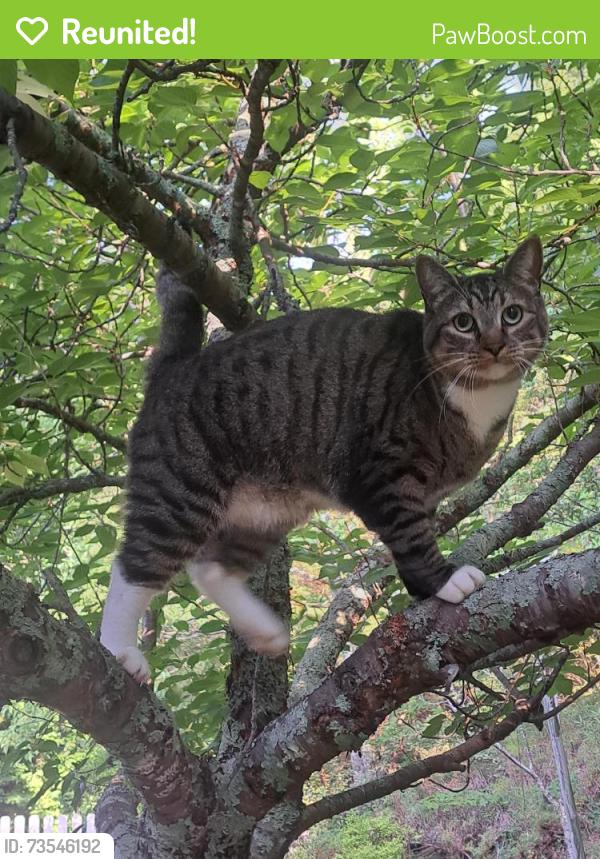 Reunited Male Cat last seen Honey Dew Dr- Shoal creek, Canton, GA 30114