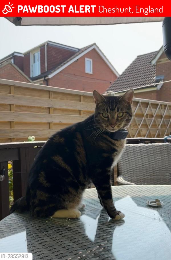 Lost Male Cat last seen Dahlia close cheshunt, Cheshunt, England 