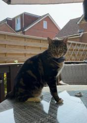 Lost Male Cat last seen Dahlia close cheshunt, Cheshunt, England 