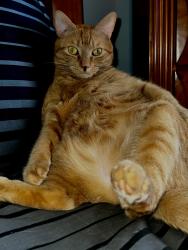 Lost Male Cat last seen Ellis st, new Britain Ct, New Britain, CT 06051