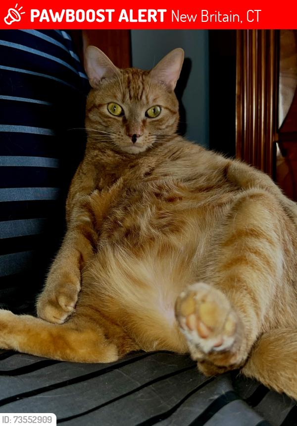 Lost Male Cat last seen Ellis st, new Britain Ct, New Britain, CT 06051