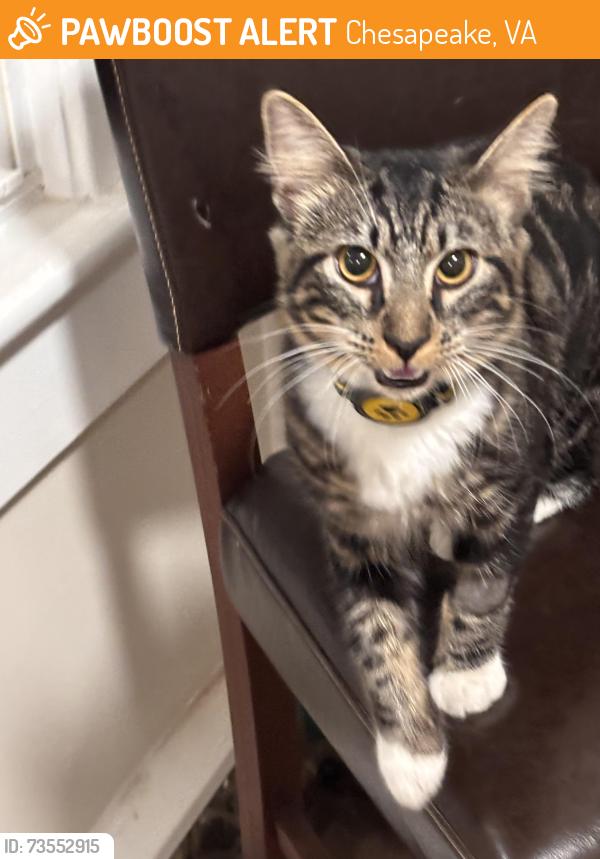 Found/Stray Male Cat last seen Waters Road, Chesapeake, VA 23322