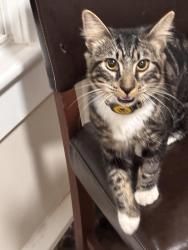 Found/Stray Male Cat last seen Waters Road, Chesapeake, VA 23322