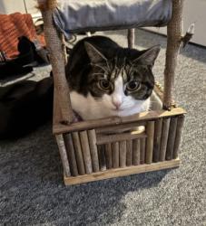 Lost Female Cat last seen Western end of city road by the canteen, Saint Paul's, England 