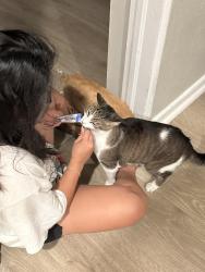 Reunited Male Cat last seen Baltimore Dr & Alloway St, Orlando, FL 32810
