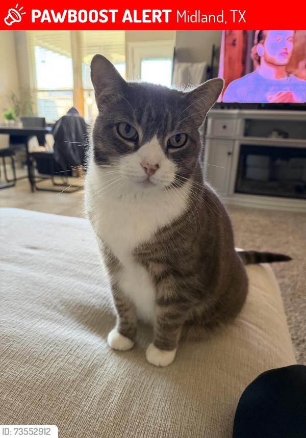 Lost Male Cat last seen McPherson Lane, Midland, TX 79706