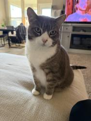 Lost Male Cat last seen McPherson Lane, Midland, TX 79706