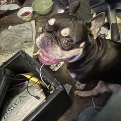 Found/Stray Male Dog last seen Whiteback dr and young lake, Houston, TX 77084