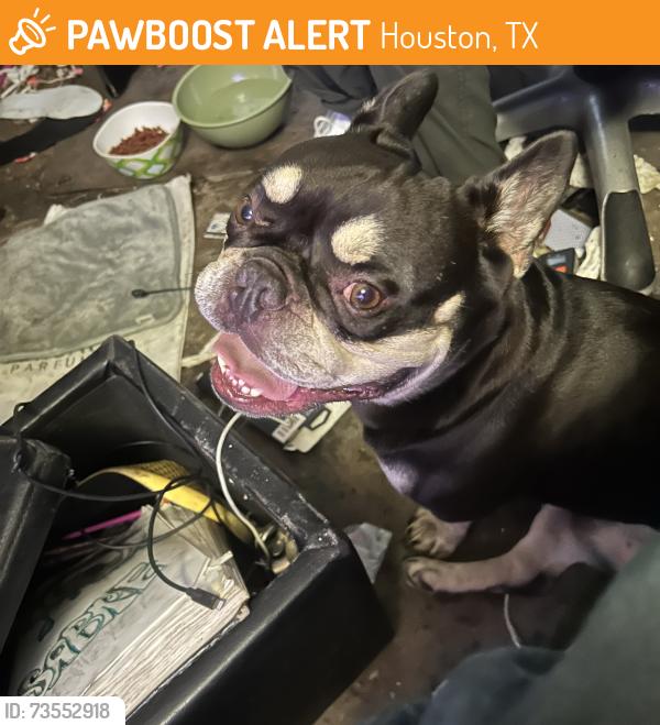 Found/Stray Male Dog last seen Whiteback dr and young lake, Houston, TX 77084