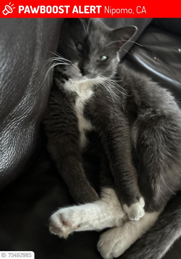 Lost Male Cat last seen Kelly court, Nipomo, CA 93444