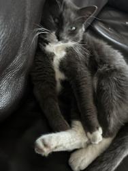 Lost Male Cat last seen Kelly court, Nipomo, CA 93444