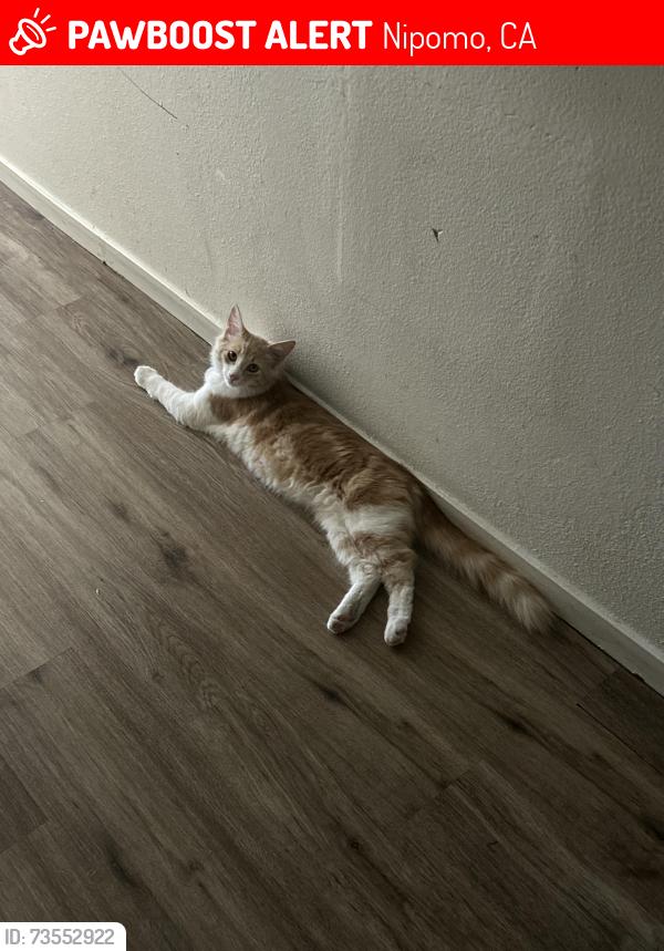 Lost Male Cat last seen Kelly court Nipomo ca, Nipomo, CA 93444