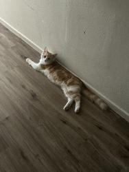 Lost Male Cat last seen Kelly court Nipomo ca, Nipomo, CA 93444