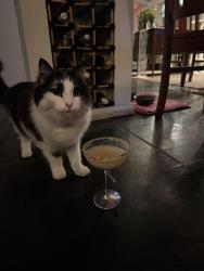 Lost Female Cat last seen Sussex Street, near circa 900, Pascoe Vale South, VIC 3044