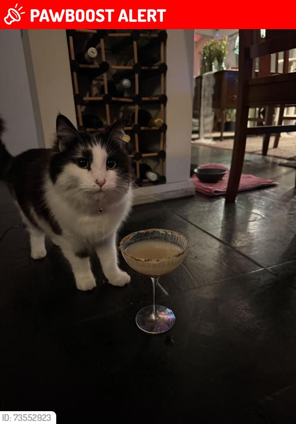 Lost Female Cat last seen Sussex Street, near circa 900, Pascoe Vale South, VIC 3044