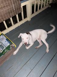 Found/Stray Male Dog last seen Pine lake club, Montgomery, TX 77316