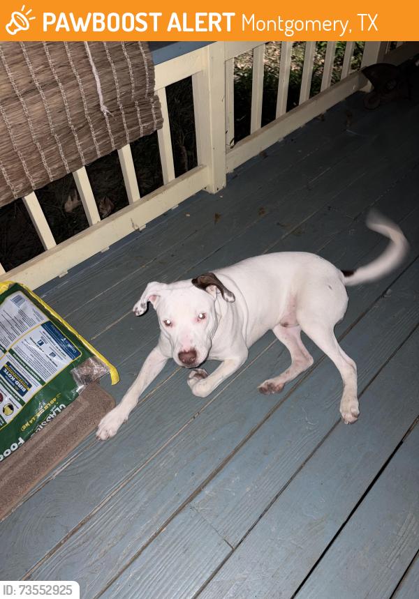 Found/Stray Male Dog last seen Pine lake club, Montgomery, TX 77316