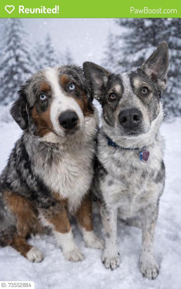 Reunited Female Dog last seen Lincoln, Grand Rapids, MI 49504