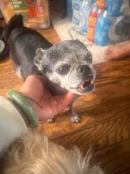 Reunited Female Dog last seen Baldwin park blvd and nubia st , Baldwinpark Ca, Baldwin Park, CA 91706