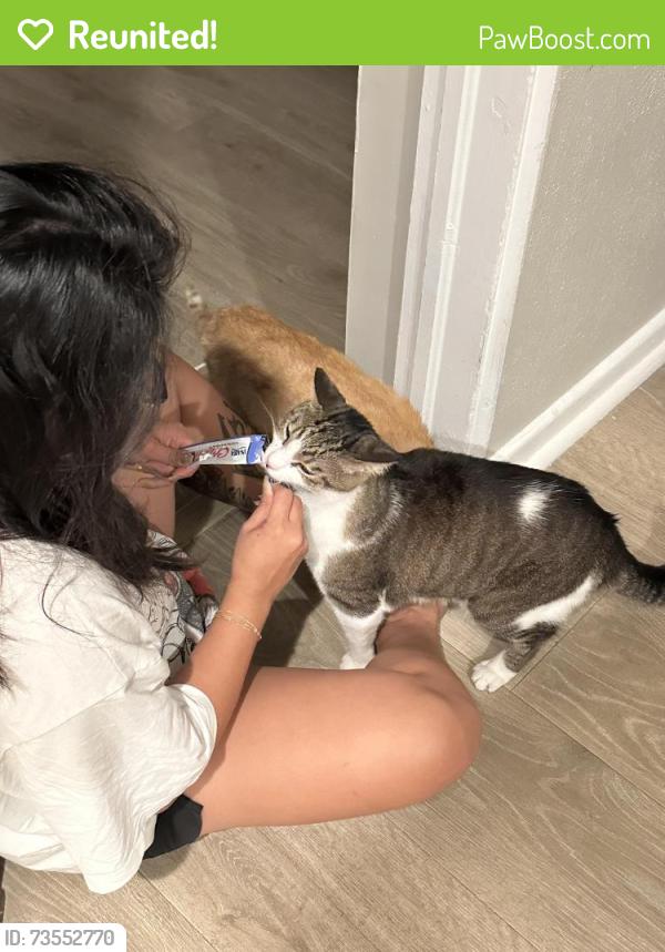 Reunited Male Cat last seen Baltimore Dr & Alloway St, Orlando, FL 32810