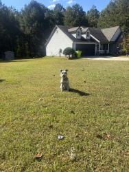 Found/Stray Male Dog last seen In my yard, Ellenwood, GA 30273