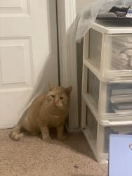 Found/Stray Male Cat last seen Summit drive, Rogers, AR 72758