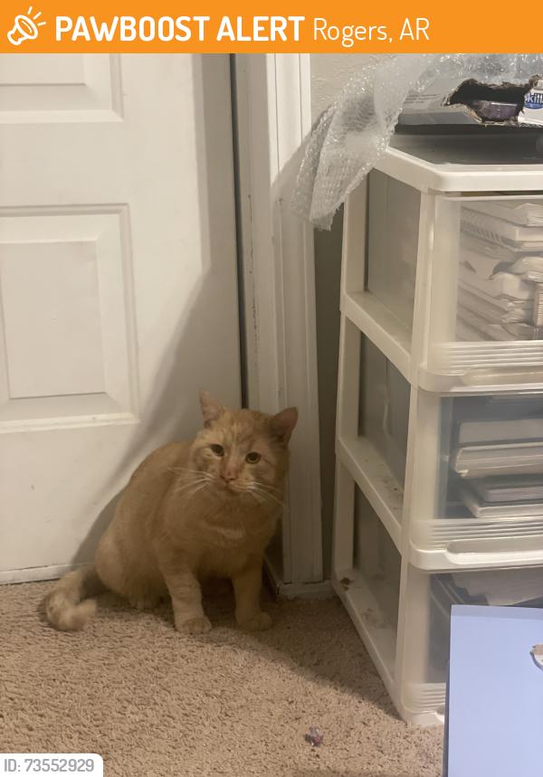 Found/Stray Male Cat last seen Summit drive, Rogers, AR 72758